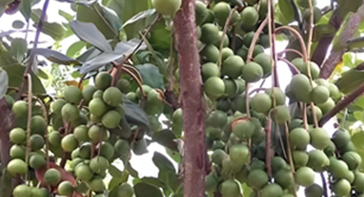 Agricultural drones fly into Guangxi, helping Chinese people free fruit!
