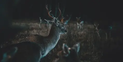 Hunting